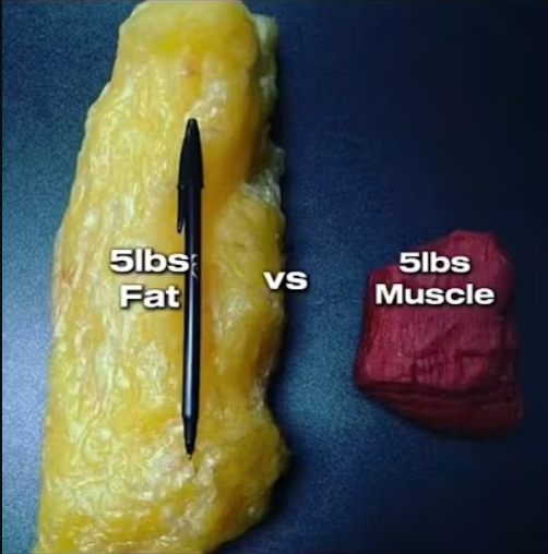 Read more about the article Muscle vs fat density